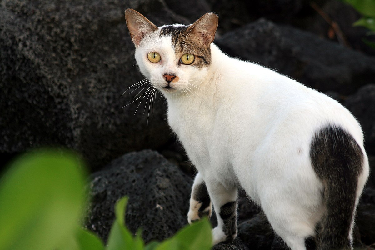 Why Cats Present Their Butts: Understanding Feline Behavior