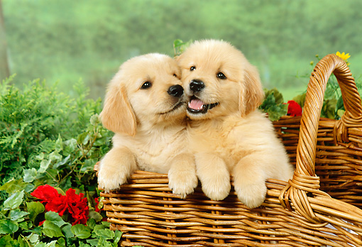 Golden Retrievers: The Golden Charm – A Playful Guide