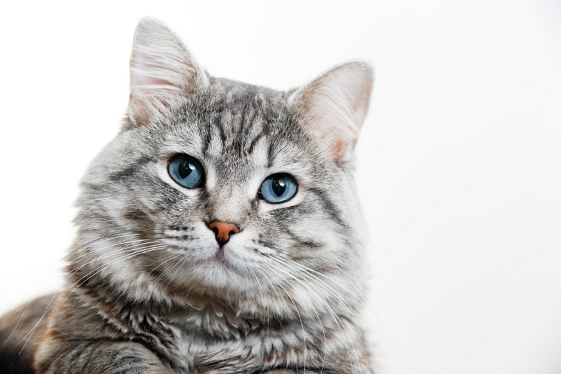 Understanding 10 Common Cat Behavior Questions