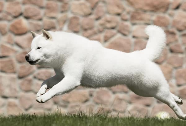 Ainu Dog: An Ancient Hunter with a Playful Spirit