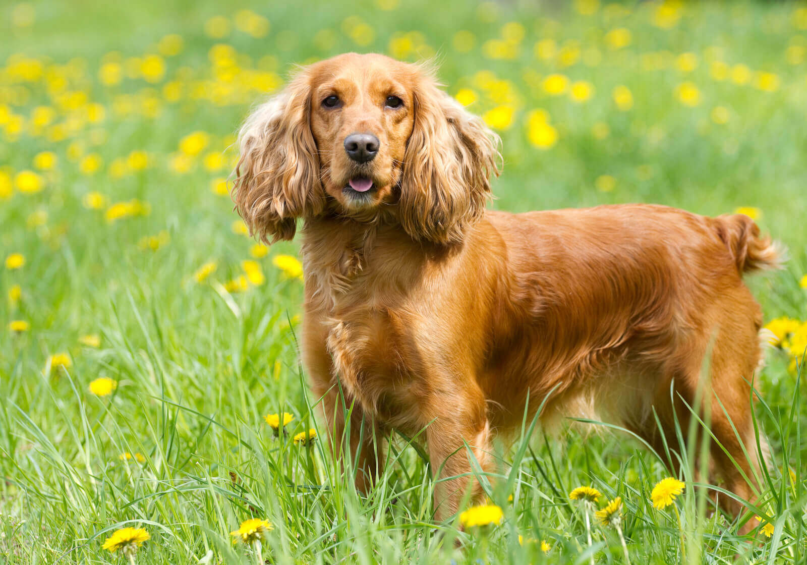 The Endearing Charm of Dogs with Long Ears