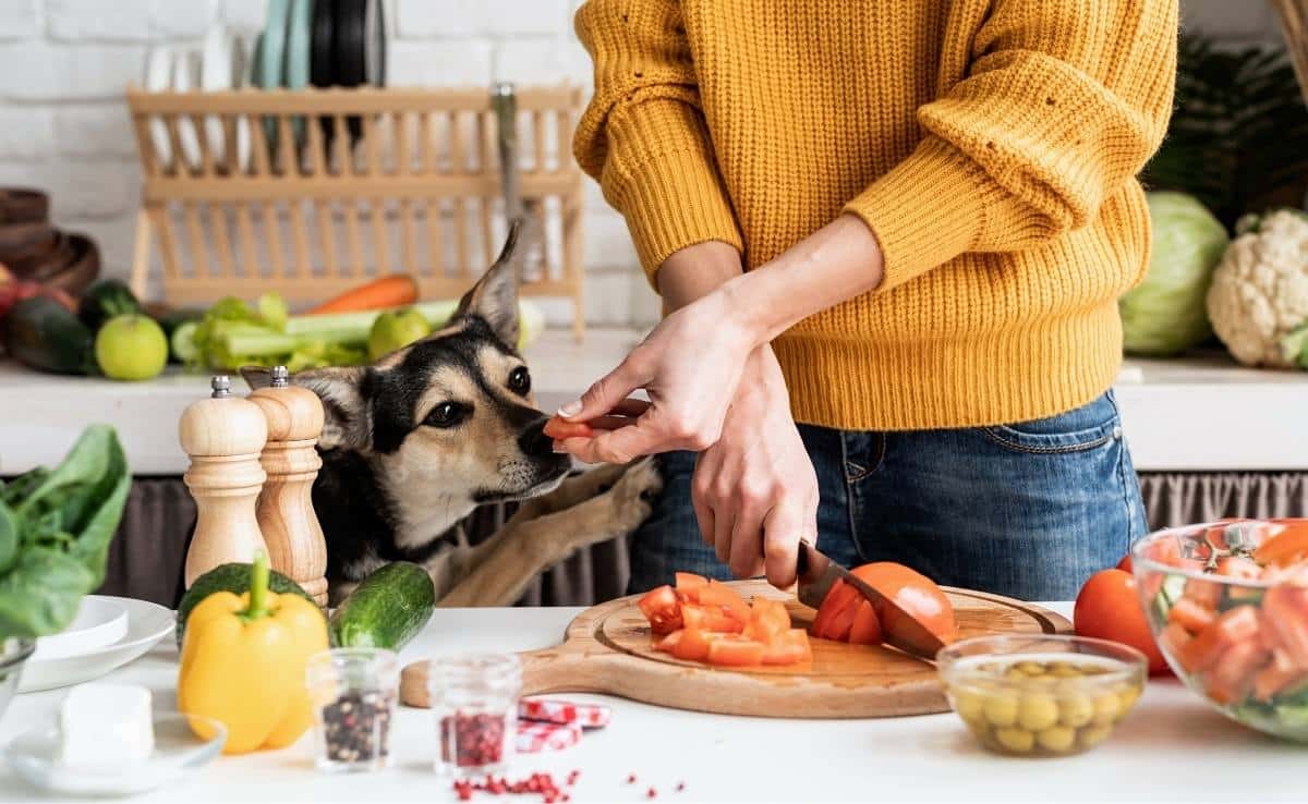 Dangerous Foods for Dogs: Vet-Reviewed Guide