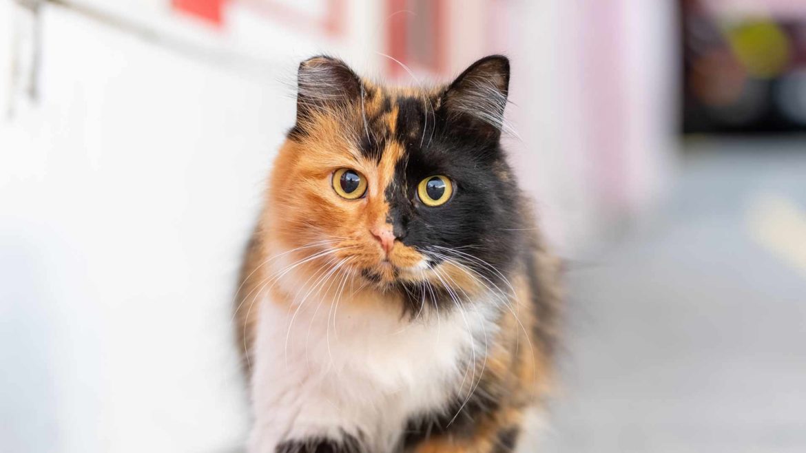 Exploring the Mystique: 10 Unique Traits of Calico Cats