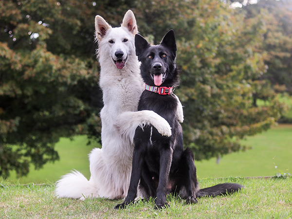 Unraveling the Mystery: How Long is a Dog in Heat?