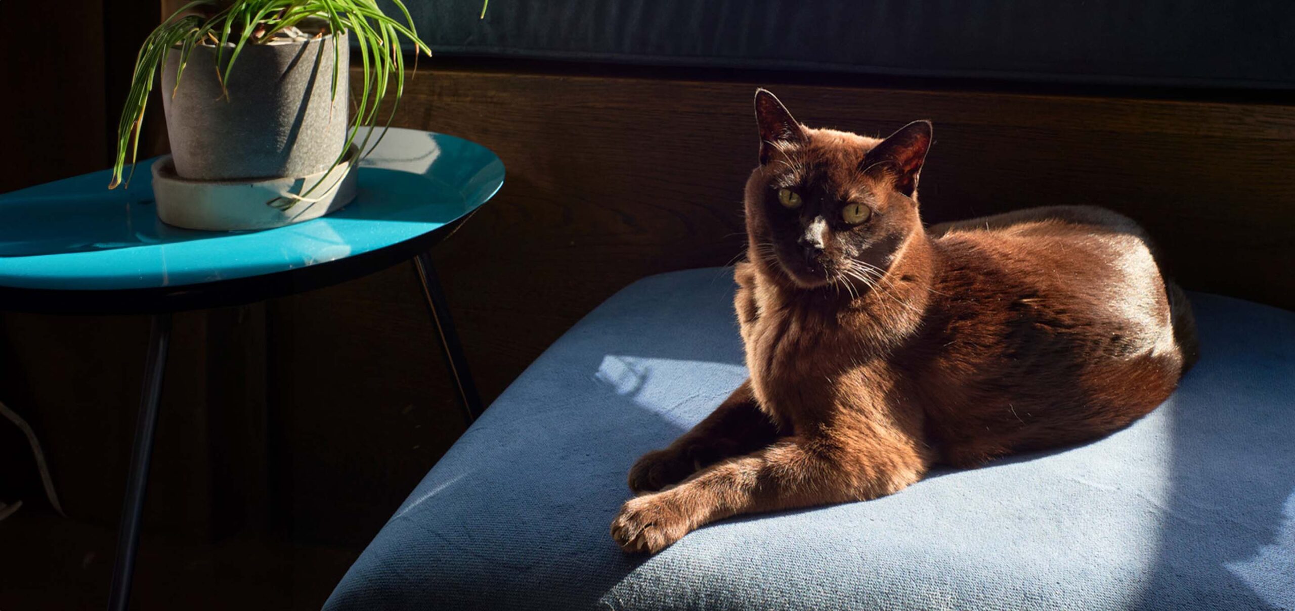 European Burmese: A Guide to Your Playful Feline Companion