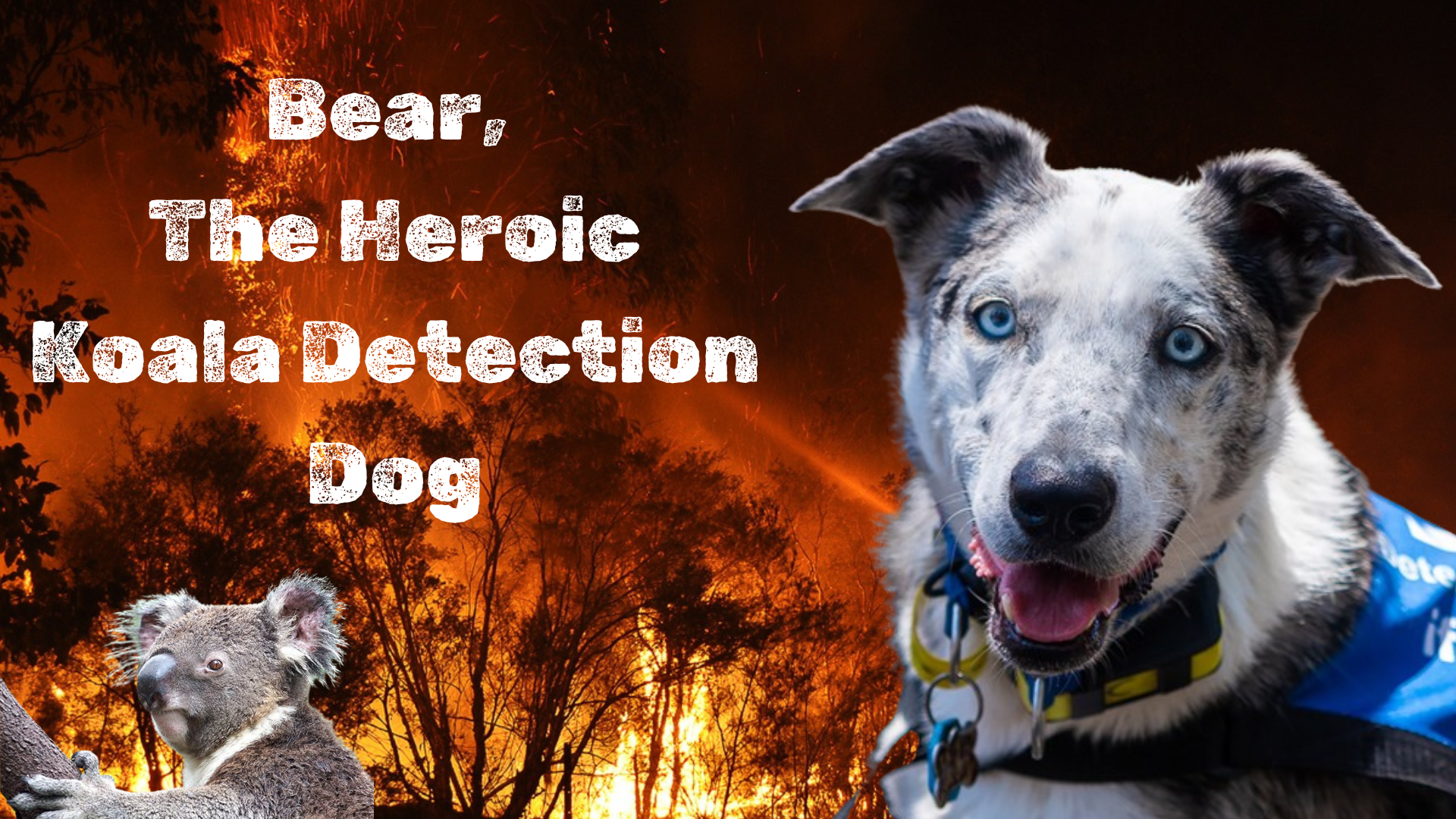 Australia’s Guardian: Bear, the Heroic Koala Detection Dog