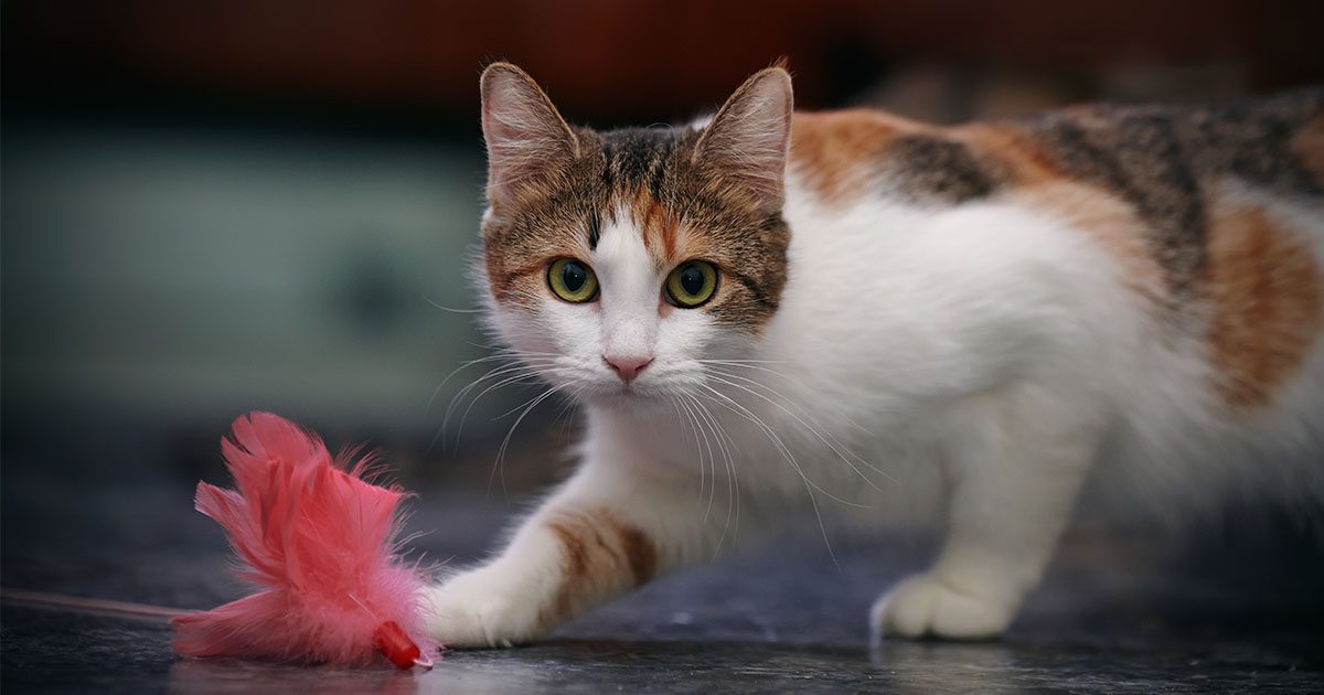 5 Essential Enrichment Activities for Indoor Cats