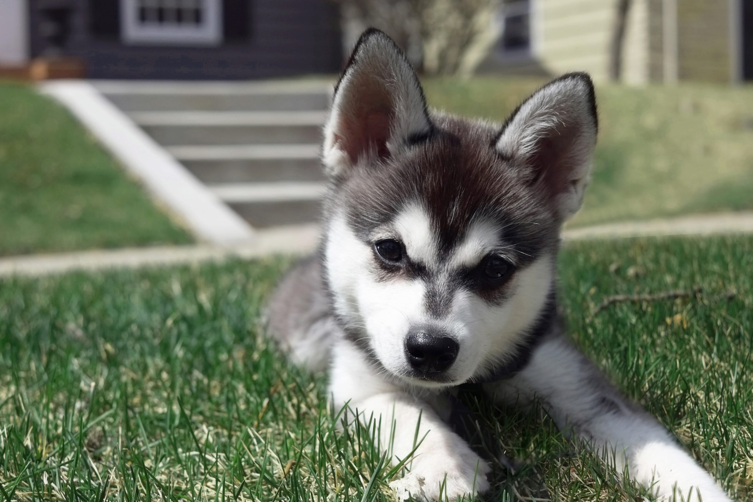 Alaskan Klee Kai: The Mini Husky with a Big Heart