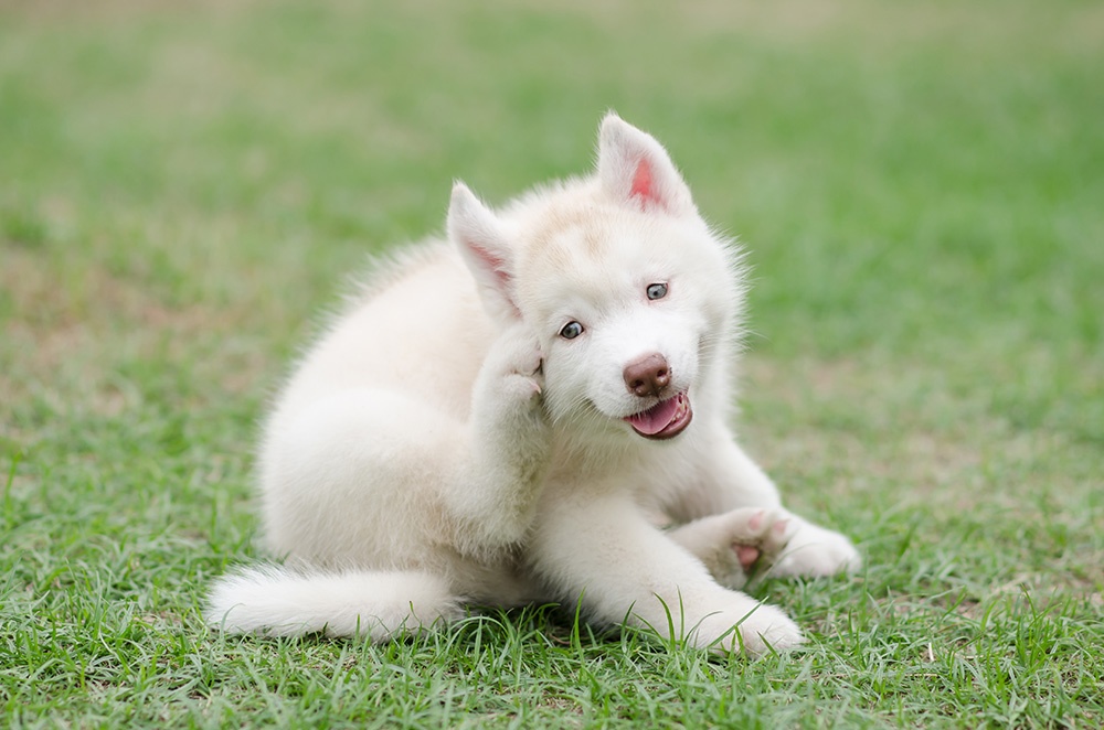 Uh Oh! My Pup Might Have a Food Sensitivity