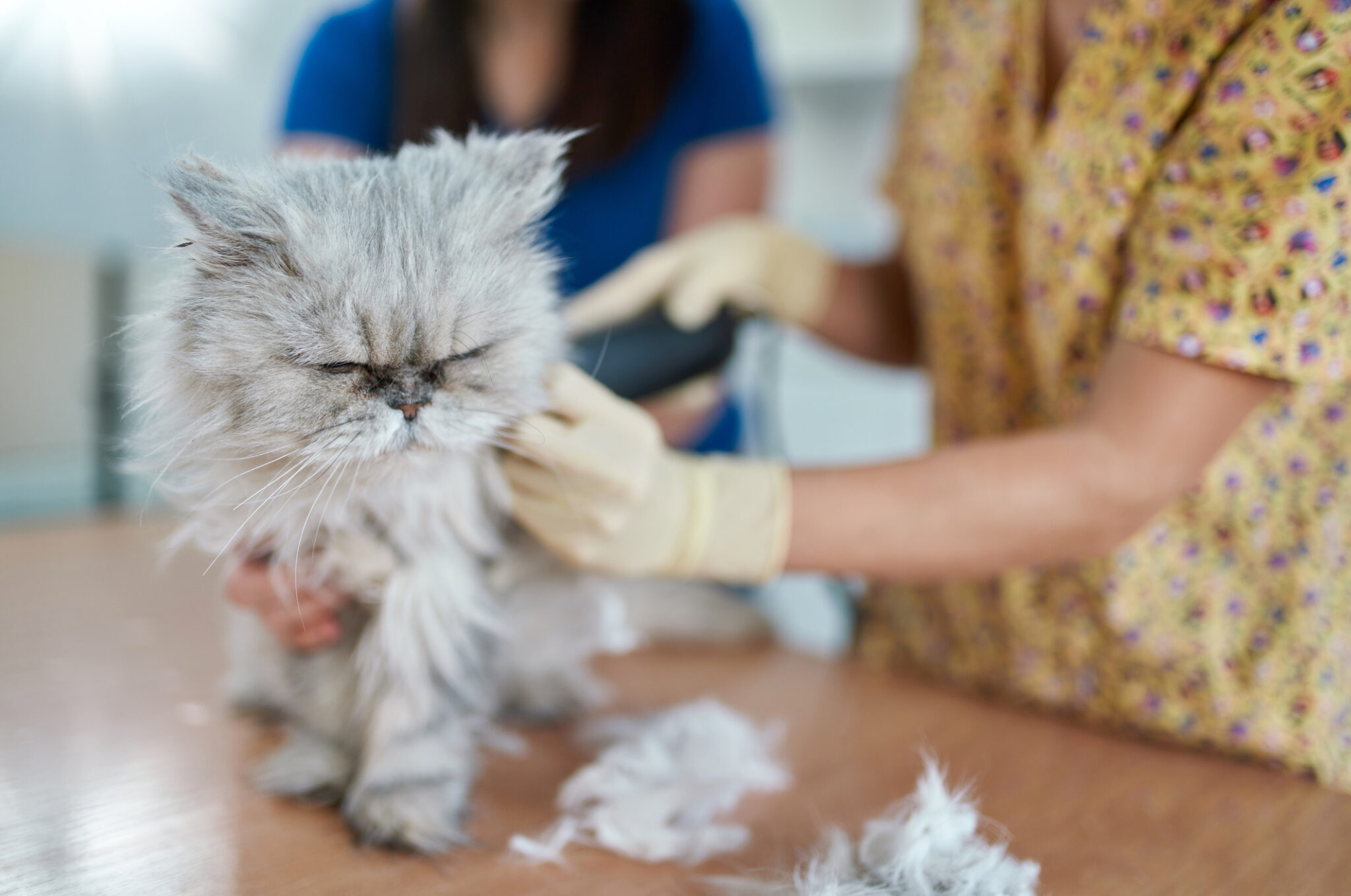 ## Discover the Secrets of Cat Nail Splintering: Causes, Prevention, and Solutions