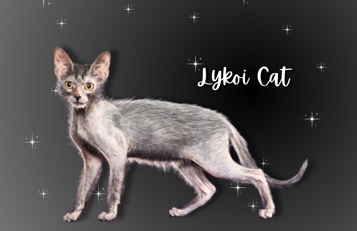 Lykoi Cats: Exploring the World of the 'Werewolf Cats' - Pet 2 Blogs