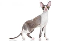 Cornish Rex: The Greyhound of the Cat Fancy