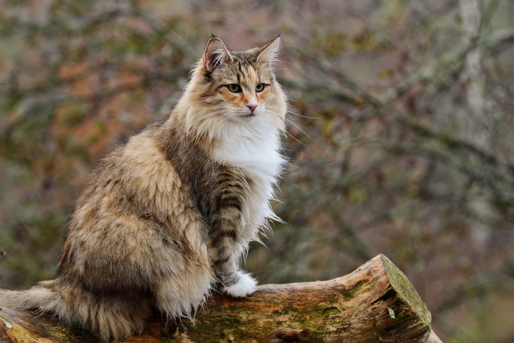 The Majestic World of Big Cat Breeds