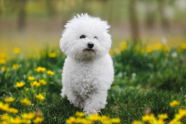 The 14 Velcro Dog Breeds That Stick Like Glue