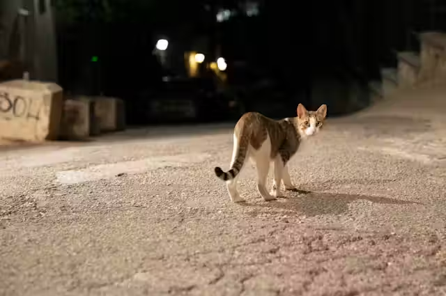 The Wanderlust of Felines: How Far Do Cats Roam?