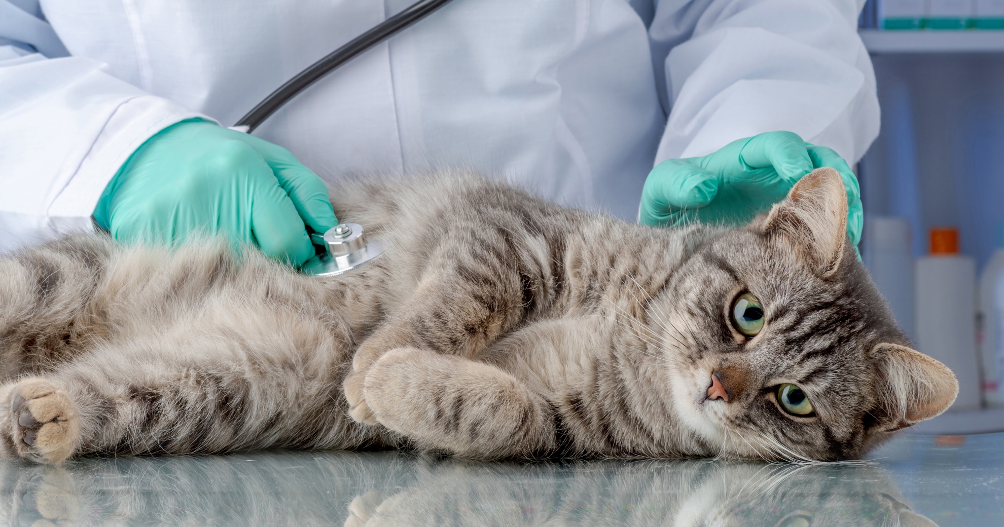 Understanding Common Types of Cancers in Cats - Pet 2 Blogs