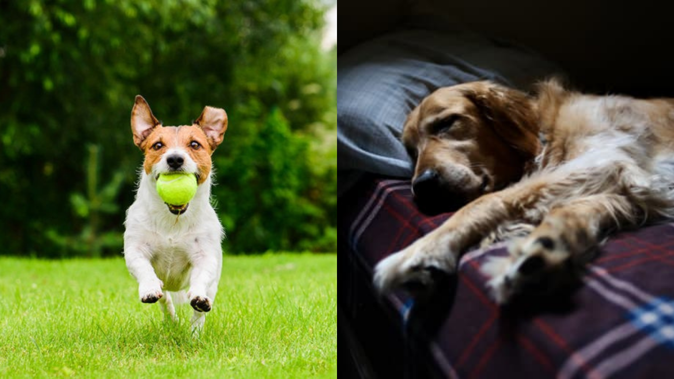 When Are Dogs Most Active? A Guide to Your Dog’s Daily Energy Peaks