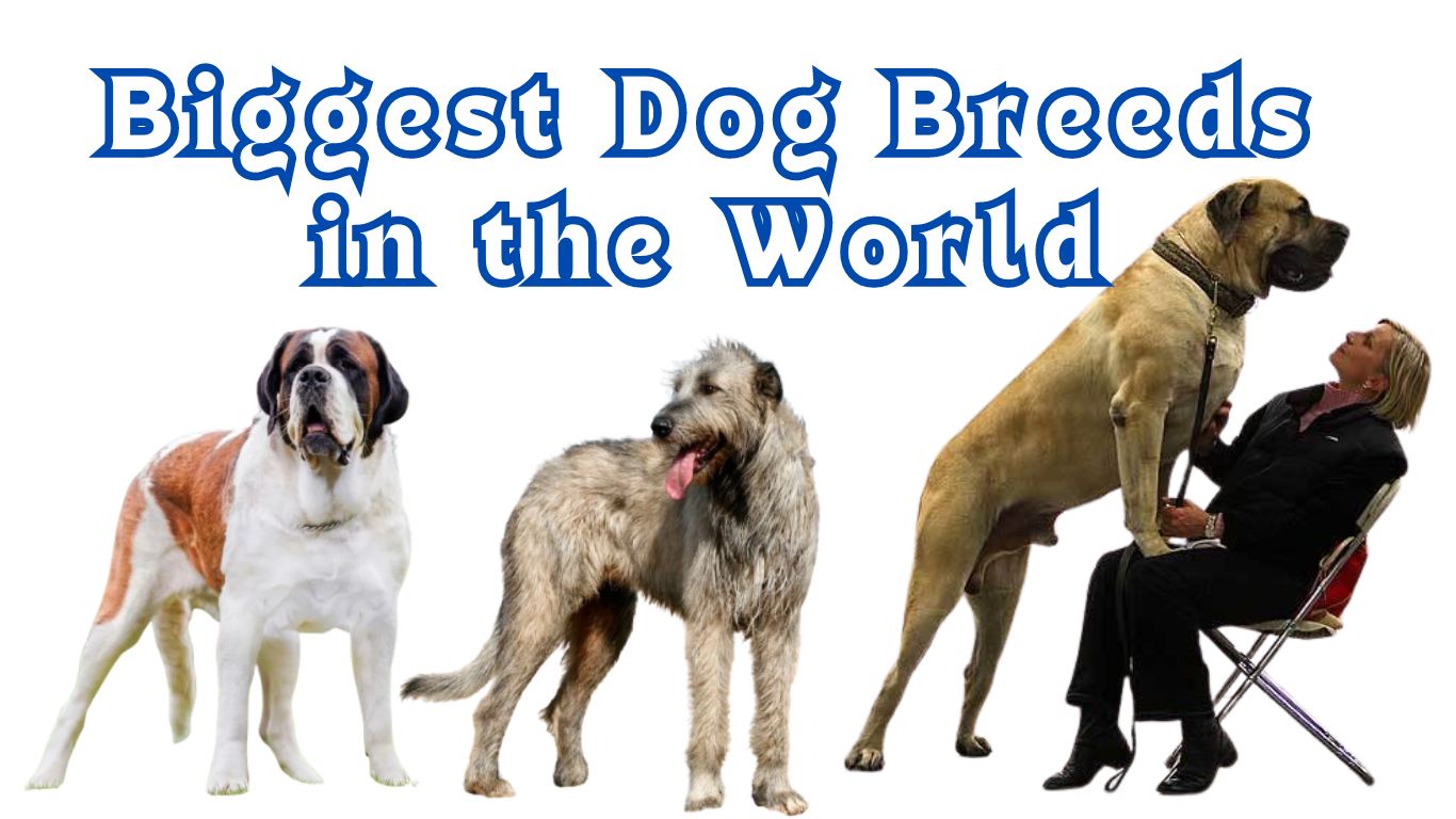 Top 5 Biggest Dog Breeds in the World (2024 Edition)