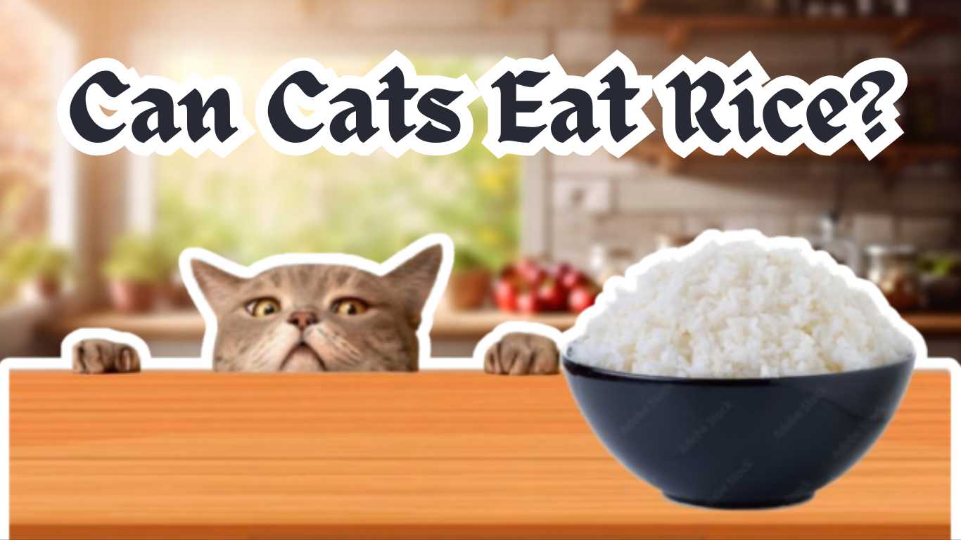 Can Cats Eat Rice? What You Need to Know