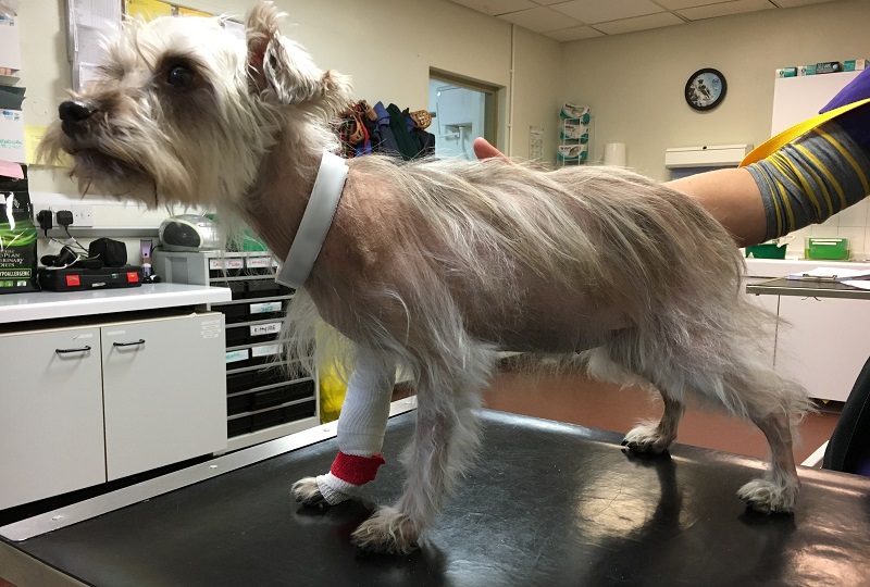 Cushing’s Disease in Dogs: What Every Pet Owner Should Know