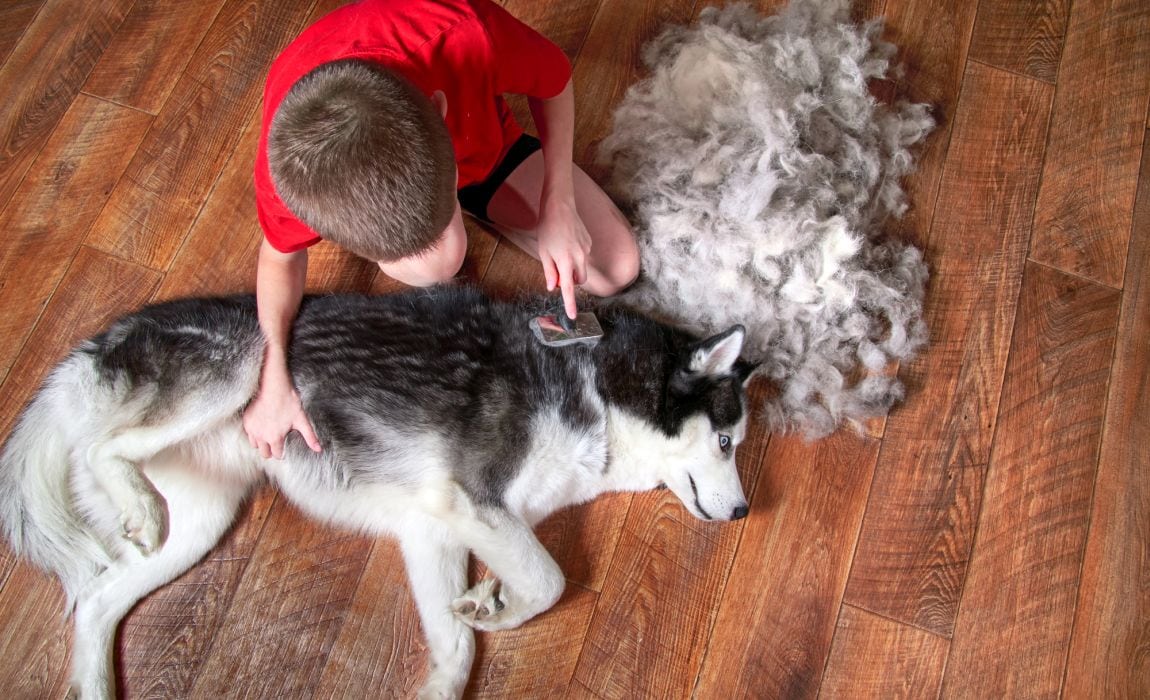 Husky Grooming Tips for Shedding Season