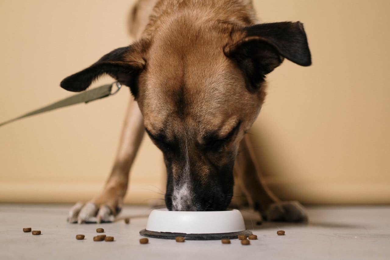 The Benefits of Low-Sodium Dog Food: