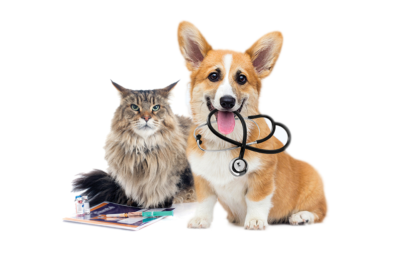 Pet Vaccinations: A Guide for Your Furry Friend’s Health