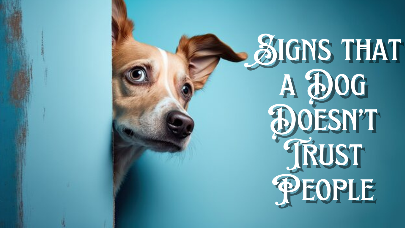 Signs a Dog Doesn’t Trust People: Understanding Canine Behavior