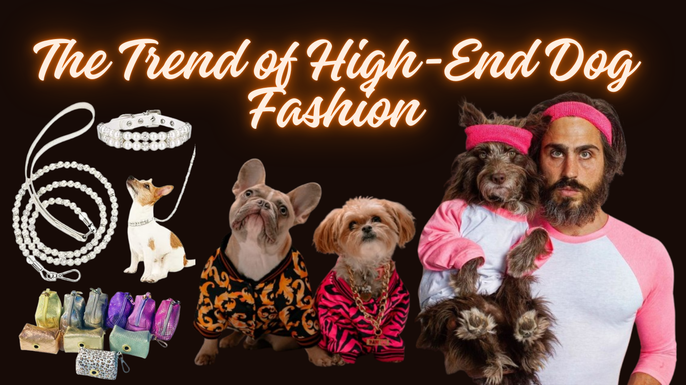 Dressed to Impress: The Trend of High-End Dog Fashion