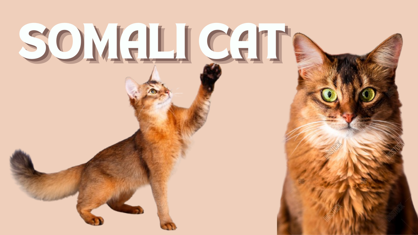 Discovering Somali Cat: Personality, Traits, and Fun Facts