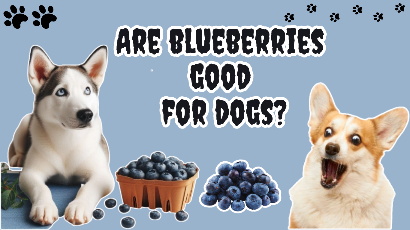 Are blueberries good for dogs?