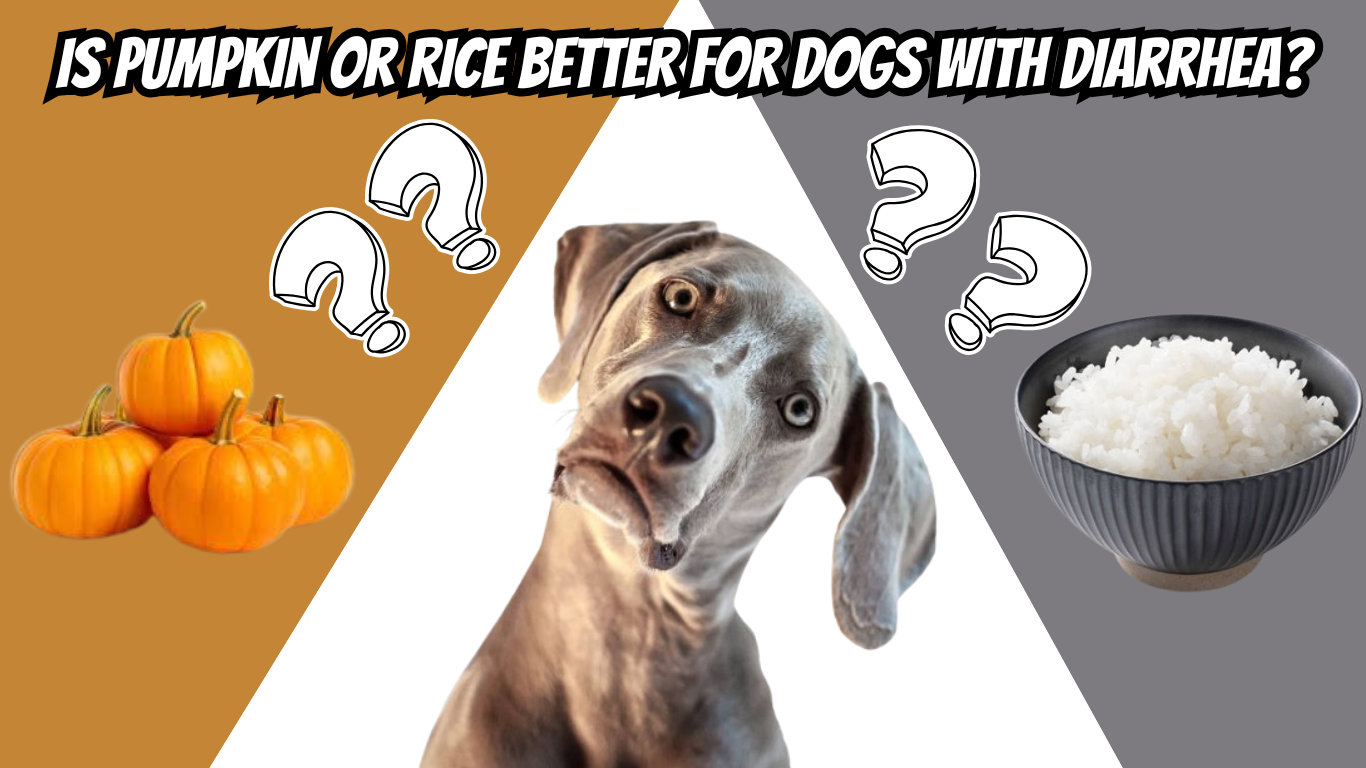 Is pumpkin or rice better for dogs with diarrhea?