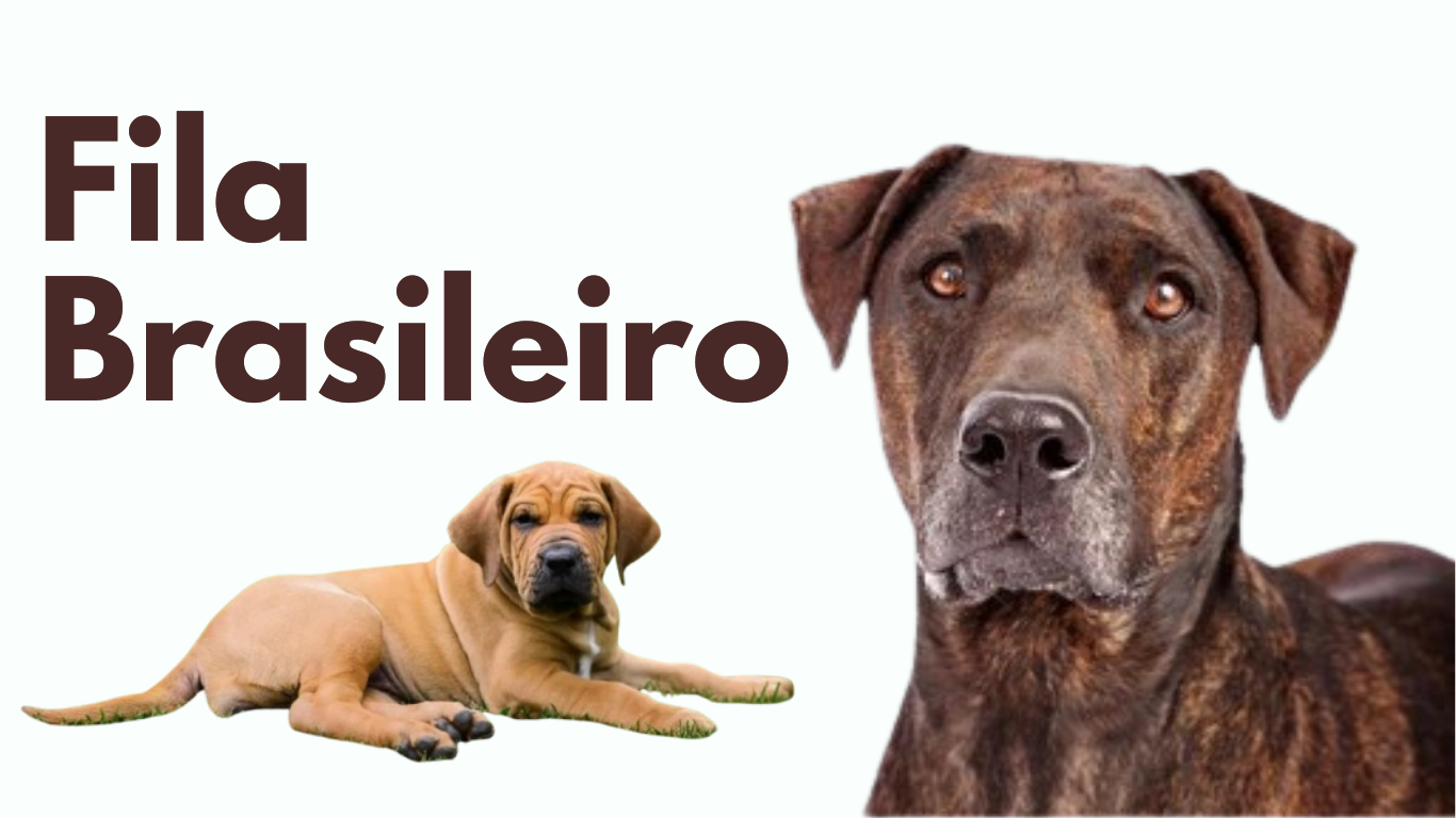 Meet the Fila Brasileiro: The Guard Dog with a Dark Secret and a Fascinating Past!