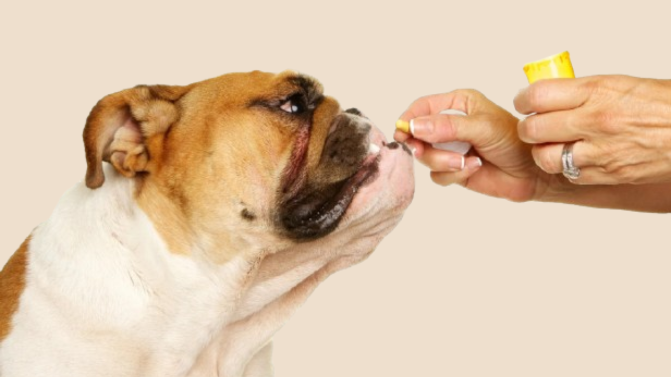 What are the side effects of probiotics for dogs?