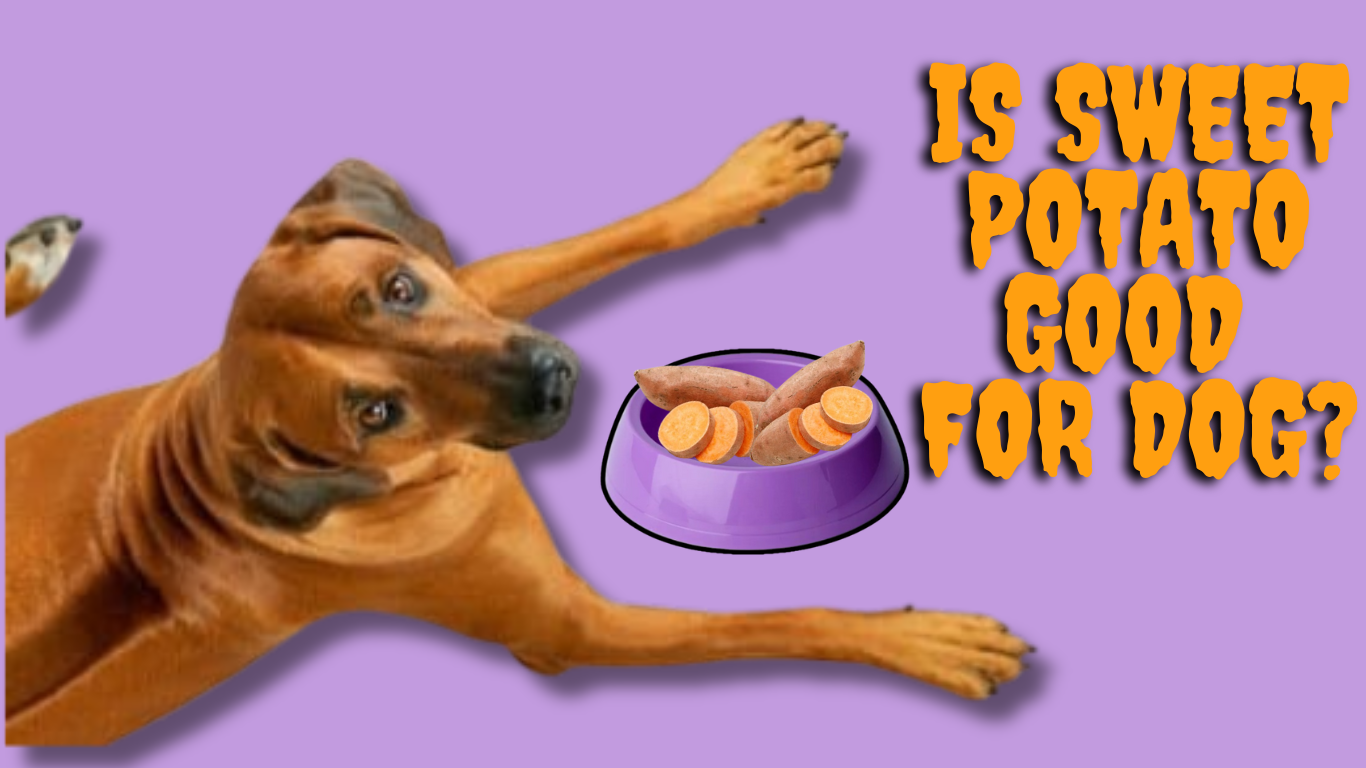 Is Sweet Potato good for dog?