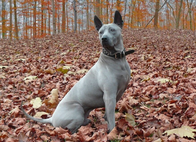 Top 10 Rare Dog Breeds in the U.S. You May Have Never Heard Of