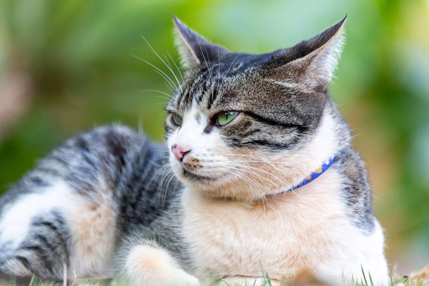 The American Wirehair Cat: A Unique Feline Companion