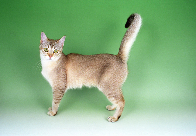 Burmilla Cat Breed Characteristics: A Guide to This Elegant Feline