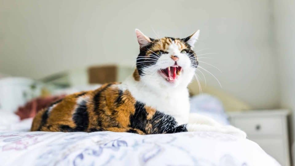 Why Do Cats Hiss or Growl? The Reasons Why, & How to Help Your Cat