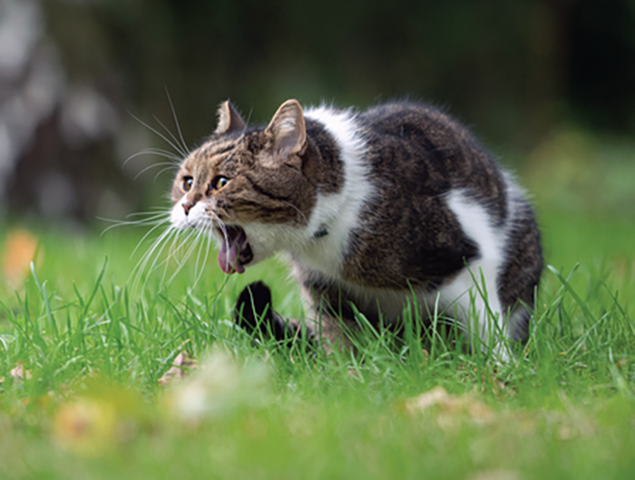 Is Your Cat Vomiting? Discover Shocking Causes and Lifesaving Treatments!