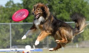 Catching the Excitement of Disc Dog Sport