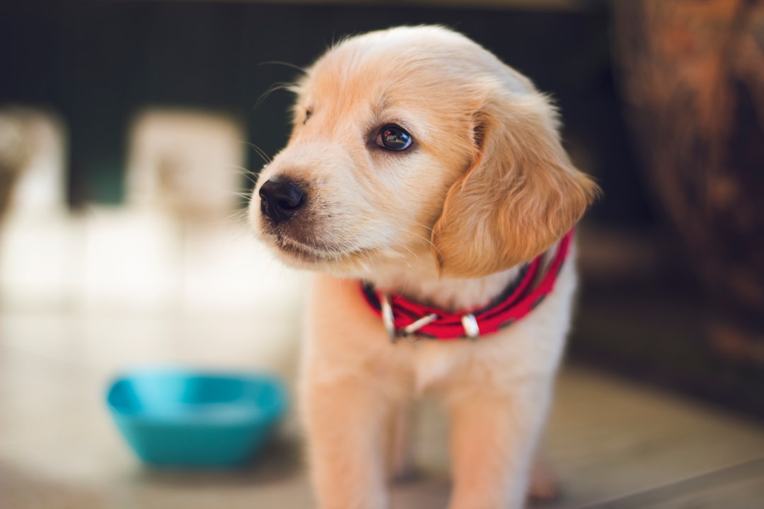 Can dogs take regular human probiotics?