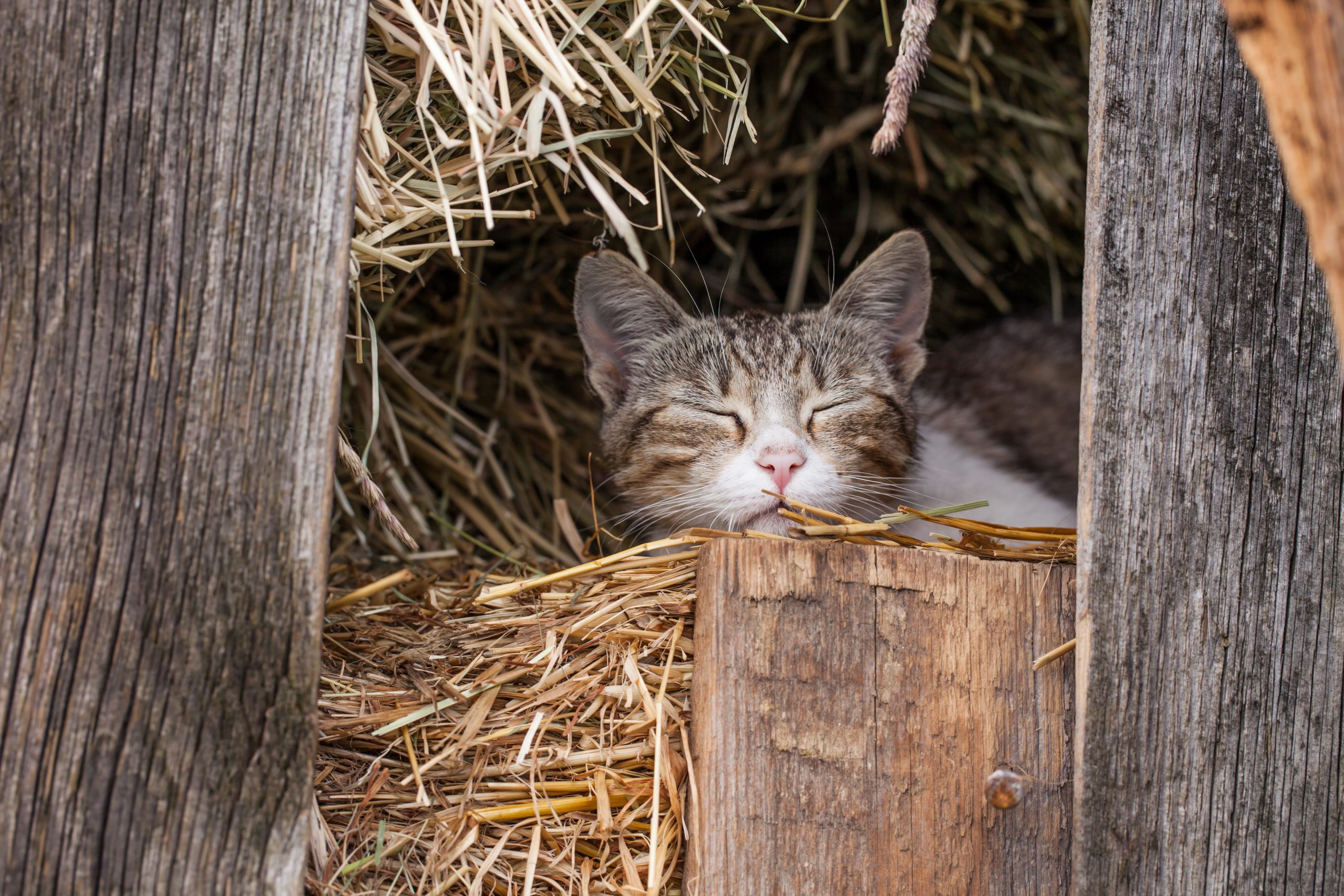 Favorite Sleeping Spots of Outdoor Cats