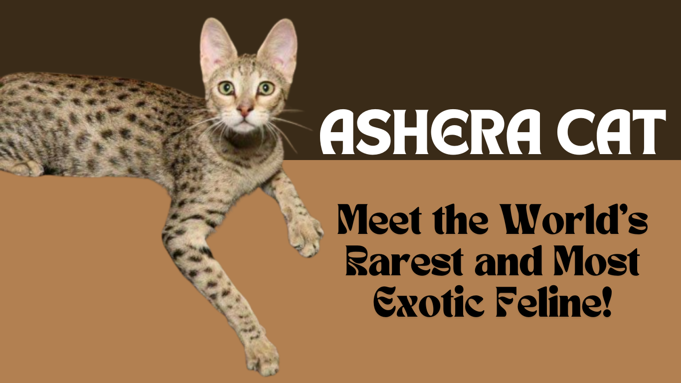 Ashera Cats: Meet the World’s Rarest and Most Exotic Feline!