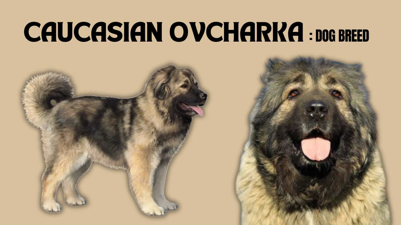 Meet the Fearsome Caucasian Ovcharka: The Ultimate Guard Dog You Need to Know!