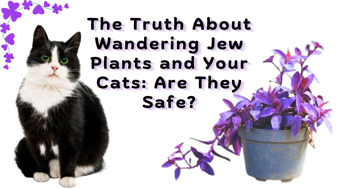 The Truth About Wandering Jew Plants and Your Cats: Are They Safe?