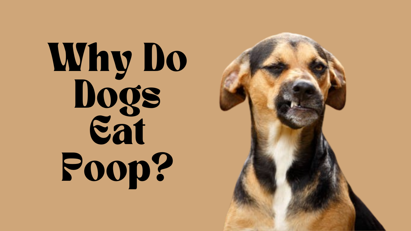 Why Do Dogs Eat Poop? Understanding Coprophagia and How to Stop It