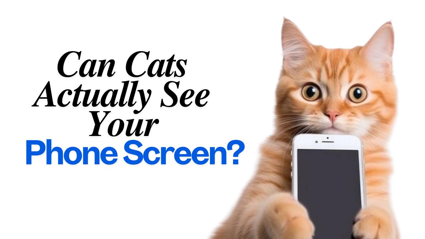 Shocking Truth: Can Cats Actually See Your Phone Screen?