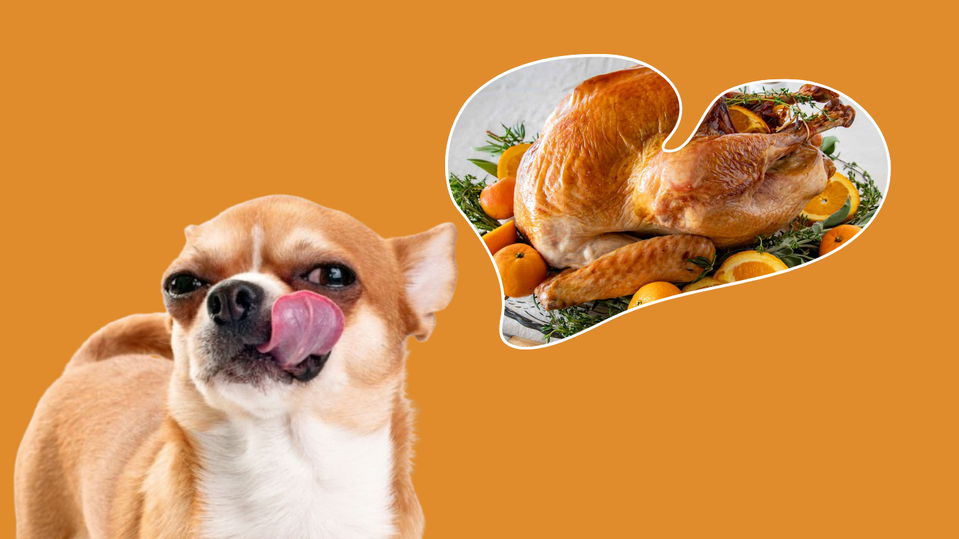 Thanksgiving Foods Dogs Can Safely Eat (and What to Know About Turkey)