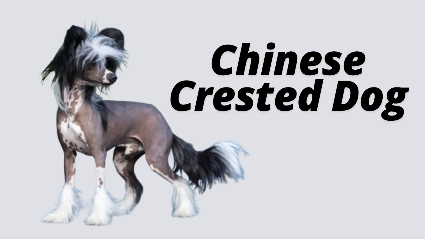 The Chinese Crested Dog: Unique Traits, Fascinating History, and Caring Tips